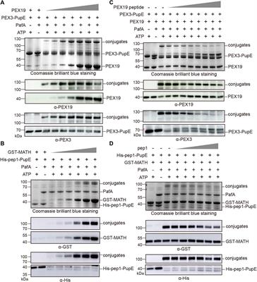 PUP-IT2 as an alternative strategy for PUP-IT proximity labeling